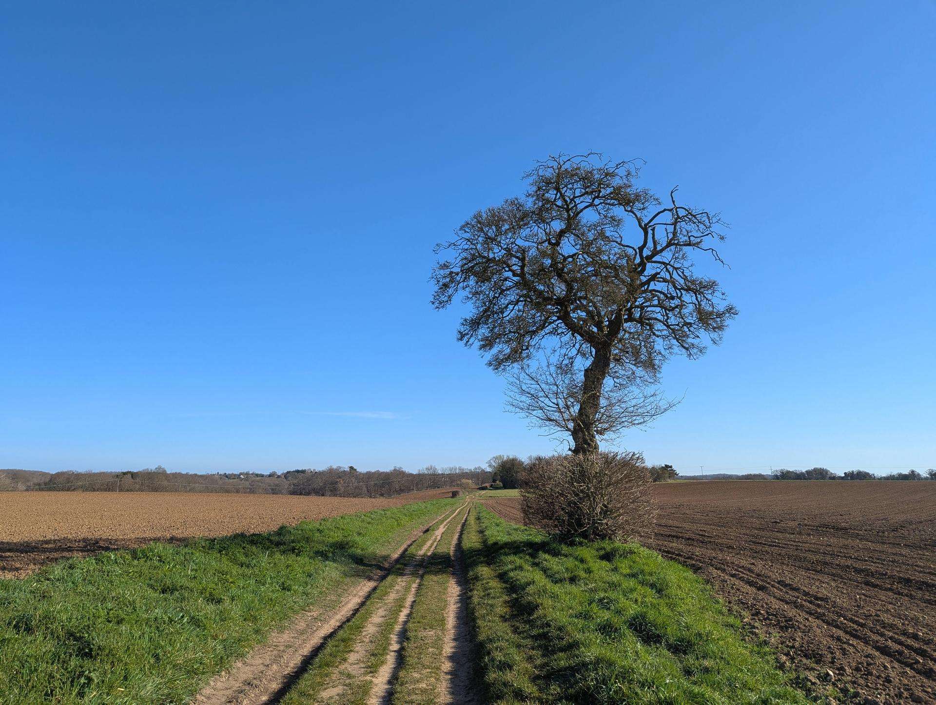 A rural track going down a hill with a grass verge on both sides, and fields of dirt beyond each verge. On the right verge is a leafless tree, with a leafless bush at its base. The sky is perfect blue and the sun is to the right of the frame but not visible.