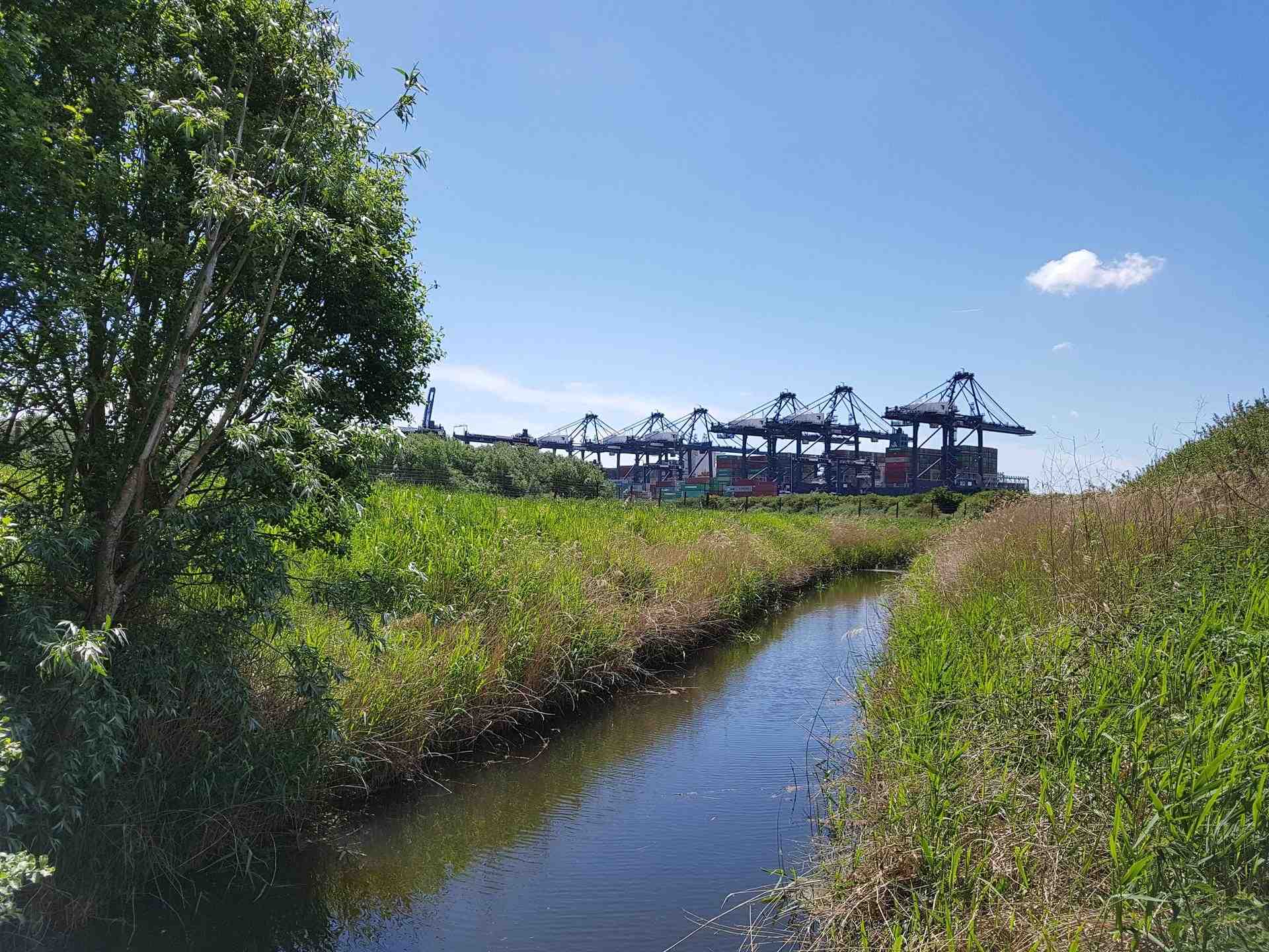 Six blue ship-to-shore cranes lowered above a container ship behind them, and another crane raised to their left. In front (closer to the camera) are a few small stacks of containers and a fence with black posts. In the foreground is long grass bisected by a stream about three metres wide, and a tree in the left of the frame. The sky is blue with one cloud.